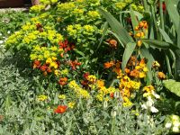 Blütenpracht vom Frühling bis zum Herbst von Veronika Walz