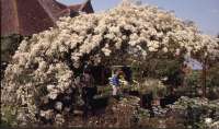 Rosenblüte in Südengland mit Veronika Walz
