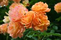Gartenseminar Rosen Düfte Veronika Walz