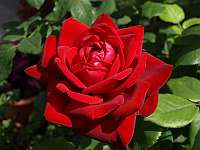 Rosenvortrag